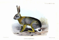 Joseph Smit Lepus crawshayi