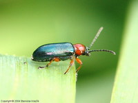 Oulema melanopus - Cereal Leaf Beetle