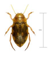 Nebrioporus elegans
