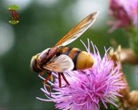 Volucella zonaria
