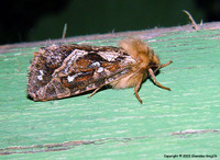 Pharmacis fusconebulosa - Map-winged Swift