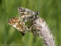 Pyrgus serratulae - Olive Skipper