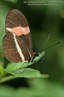 Heliconius erato petiveranus