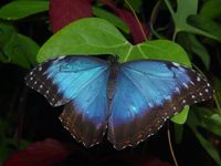 Morpho peleides - Blue Morpho