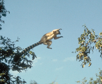 Ring-tailed lemur (Lemur catta)