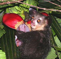 Aye-aye (Daubentonia madagascariensis)