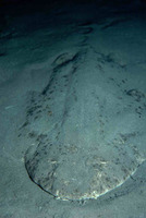 Squatina squatina, Angelshark: fisheries, gamefish