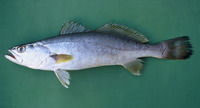 Cynoscion microlepidotus, Smallscale weakfish: fisheries