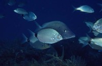 Diplodus holbrookii, Spottail pinfish: fisheries