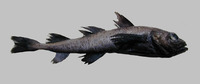 Arctogadus glacialis, Arctic cod: fisheries
