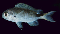 Pomachromis exilis, Slender reef-damsel: