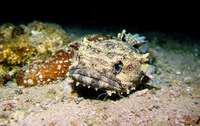 Thalassothia cirrhosa, Toadfish: