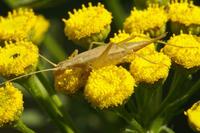 Oecanthus pellucens