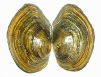 Sinanodonta woodiana - Adventive swan-mussel