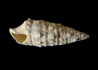 Cerithium vulgatum