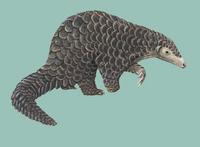 Image of: Manis pentadactyla (Chinese pangolin)