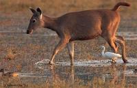 Image of: Rusa unicolor (sambar), Bubulcus ibis (cattle egret)