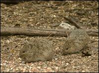 Image of: Sigmodon hispidus (hispid cotton rat)