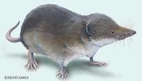 Image of: Sorex araneus (Eurasian shrew)