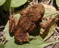 Bufo bufo - Common European Toad