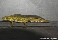 Triturus helveticus alonsoi