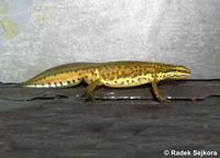 Triturus helveticus helveticus