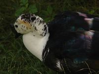 Sarkidiornis melanotos - Comb Duck