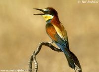 Merops apiaster - Bee-eater