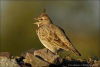 Galerida cristata - Crested Lark