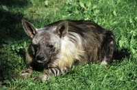 Parahyaena brunnea - Brown Hyena