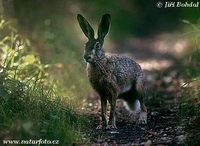 Lepus europaeus - Brown Hare