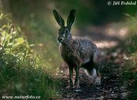 Lepus europaeus - Brown Hare