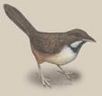 Image of: Atrichornis clamosus (noisy scrub-bird)