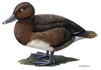 Image of: Aythya innotata (Madagascar pochard)