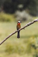 Image of: Merops bullockoides (white-fronted bee-eater)