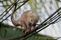 Sphiggurus mexicanus - Mexican Hairy Dwarf Porcupine