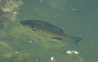 Image of: Lepomis macrochirus (bluegill)