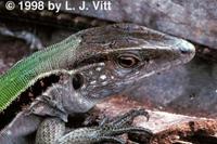 Image of: Kentropyx altamazonica
