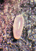 Syrphid fly egg
