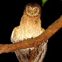 Philippine Boobook - Ninox philippensis