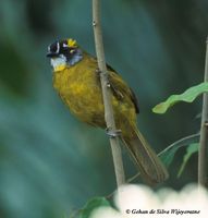 Yellow-eared Bulbul - Pycnonotus penicillatus