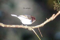 Sunda Warbler - Seicercus grammiceps