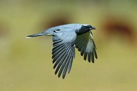 Black faced Cuckoo Shrike