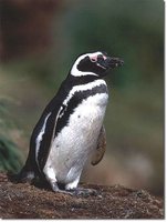 Magellanic Penguin - Spheniscus magellanicus