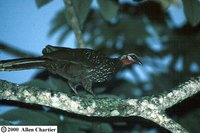 Band-tailed Guan - Penelope argyrotis