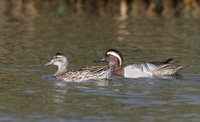 Garganey (Anas querquedula) photo