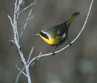 Common Yellowthroat (Geothlypis trichas) photo