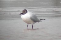 Brown-hooded Gull - Larus maculipennis