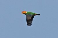 White-bellied Parrot - Pionites leucogaster