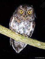 Bearded Screech-Owl - Megascops barbarus